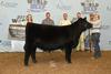 2017 JUNIOR SHOW FIFTH PLACE HEIFER