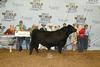 2017 Open Show Supreme Bull