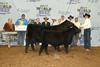 2017 Open Show Supreme Cow/Calf Pair